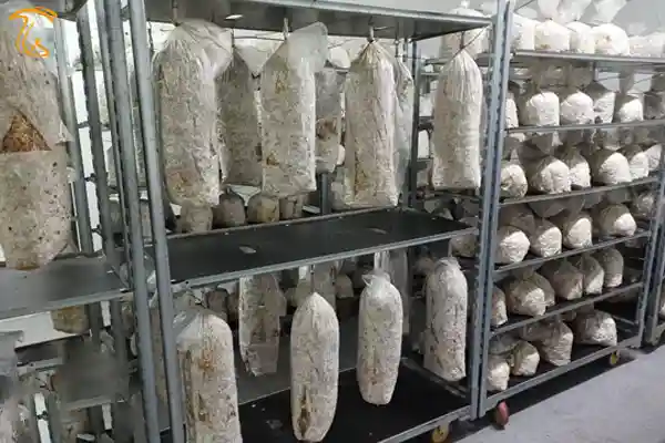 کیسه های کشت قارچ صدفی در مزرعه قارچ nam mushroom