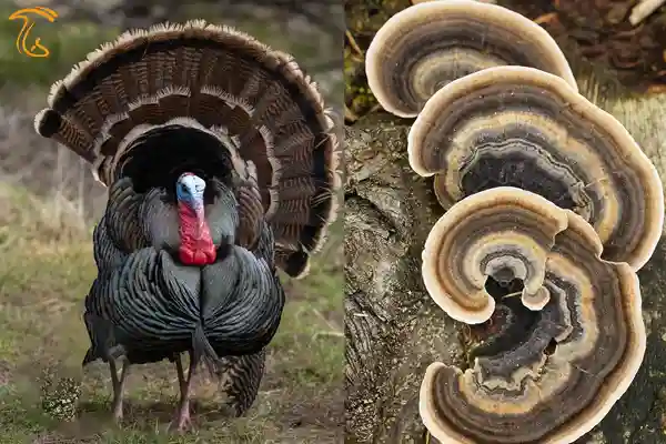 قارچ دم بوقلمون یا ترکی تیل turkey tail