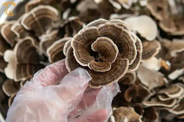 قارچ دم بوقلمون turkey tail