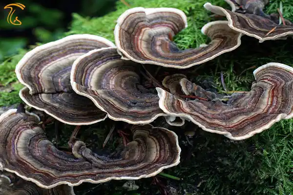ترکی تیل turkey tail