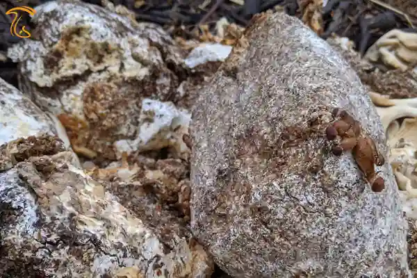 ماهیهای قرمز را با مخلوطی از پسماندهای پرورش قارچ و گلولههای معمولی مبتنی بر پودر ماهی تغذیه کردند