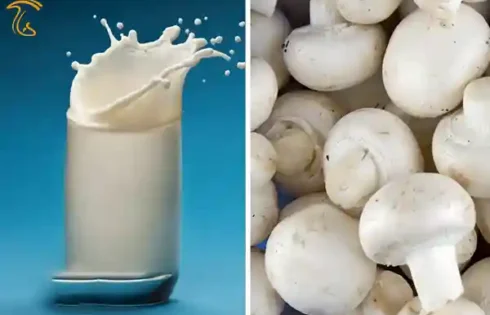 تولید شیر و لبنیات از قارچ