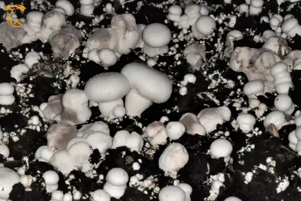 Dry Bubble رو کپوست پوشانده از قارچهای دکمه ای