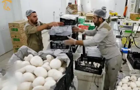 توسعه طرح های پرورش قارچ راهکاری برای اشتغال جوانان