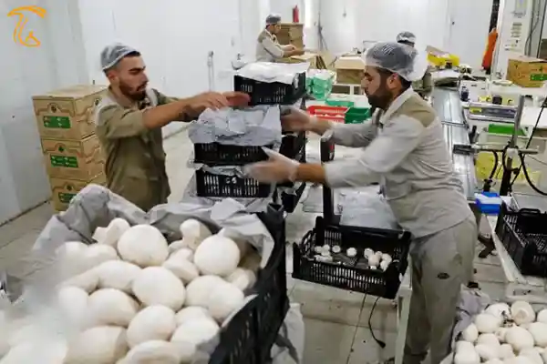 توسعه طرح های پرورش قارچ راهکاری برای اشتغال جوانان