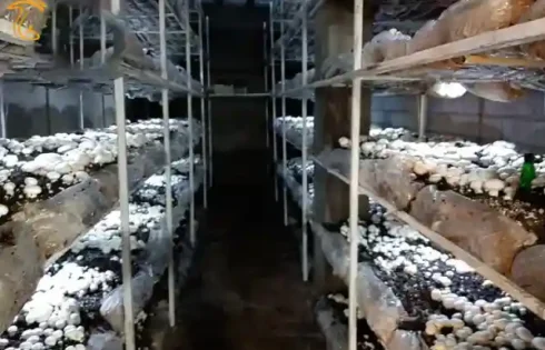 تولید قارچ در روستای اغولبیک تکاب