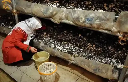 پرداخت تسهیلات به مشاغل خانگی