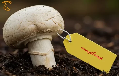 بستر رویش قارچ (کمپوست قارچ). قیمت کمپوست قارچ دکمه ای