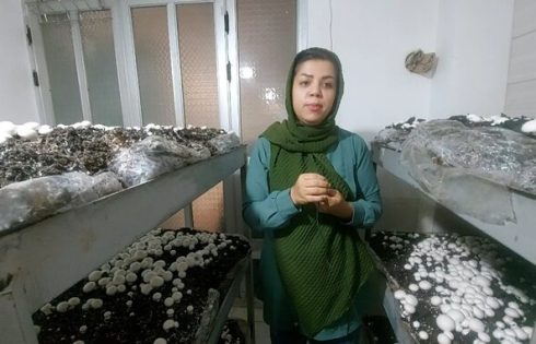 درآمدزایی از پرورش قارچ خانگی
