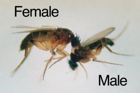 پشه فورید نر و ماده