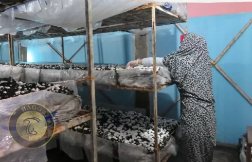 پرورش قارچ در آبدانان
