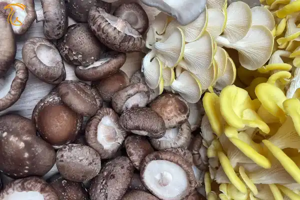 انواع قارچ های خوراکی