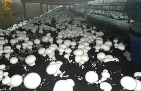 برادران کارآفرین قارچ های اگزوتیک