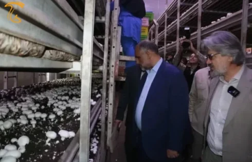 عکس مربوط به بازدید از کارخانه اورامان سبز-بازدید وزیر جهاد کشاورزی از کارخانه قارچ اورامان سبز (قارچ هستی)