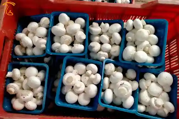 قارچ دکمه ای درجه 1