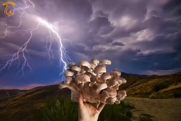 پرورش قارچ با دانش باستانی استفاده از رعد و برق