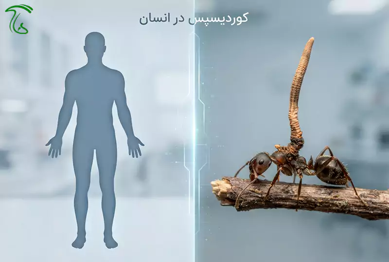 قارچ کوردیسپس رشدکرده روی حشره (راست) در برابر سیلوئت سالم انسان (چپ) با مرز بصری علمی