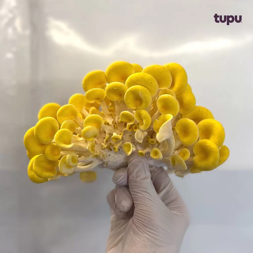 پرورش قارچ با هوش مصنوعی و فناوری رباتیک توسط استارت آپ Tupu