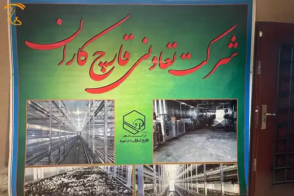 تعاونی قارچ کاران - آذر 1402