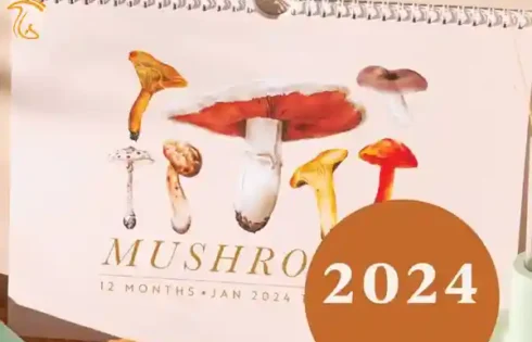 سال 2024 سال رونق قارچ ومحصولاتی وابسته آن می باشد