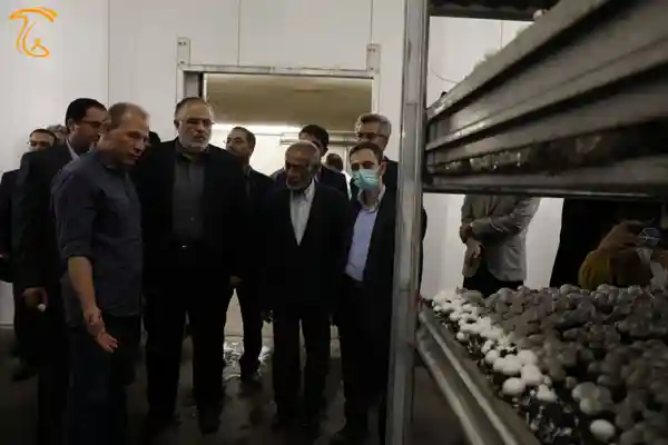 حضور استاندار در قارچ صدف