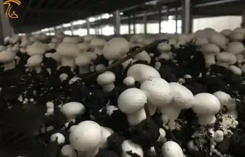 عکسی است از بازدید از کشت و صنعت قارچ آبیک