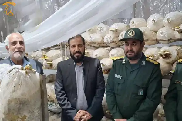 کشت قارچ گانودرما در استان کرمان