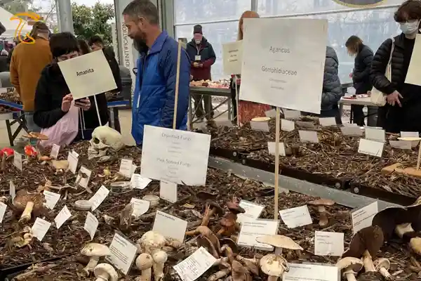 نمایشگاه سالانه انجمن قارچ شناسی سانفرانسیسکو
