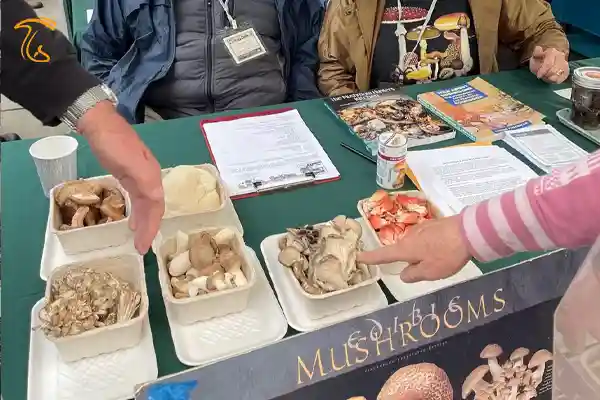 انواع قارچهای کاربردی در این فستیوال به نمایش درآمد