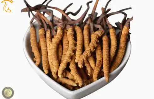 قارچ کرم ابریشم یا قارچ کاترپیلار Ophiocordyceps sinensis