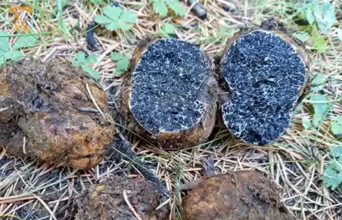 قارچ melanogaster anatolicus یا اسفنج سیاه آناتولی - گونه جدید قارچ کشف شده در ترکیه