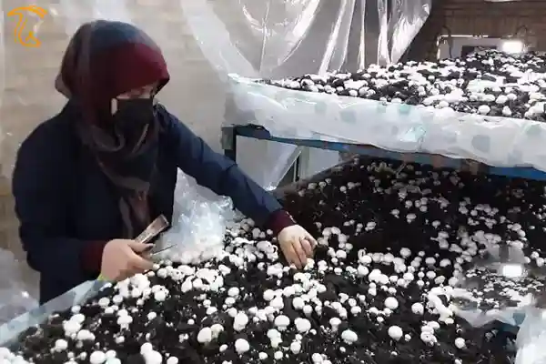 بانوان کارآموز پرورش قارچ در سازمان فنی و حرفه ای