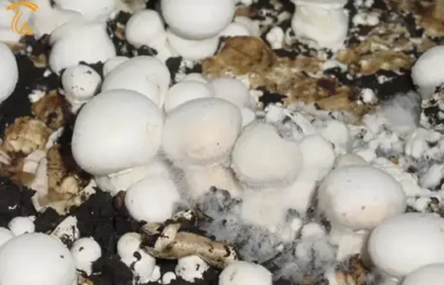 بیماری تار عنکبوتی قارچ (cobweb)