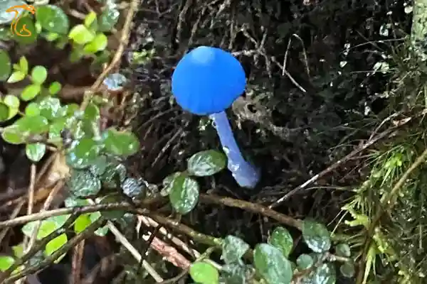 عکسی که پترسون از این قارچ آبی رنگ Blue Pinkgill در شبکه های اجتماعی منتشر کرده