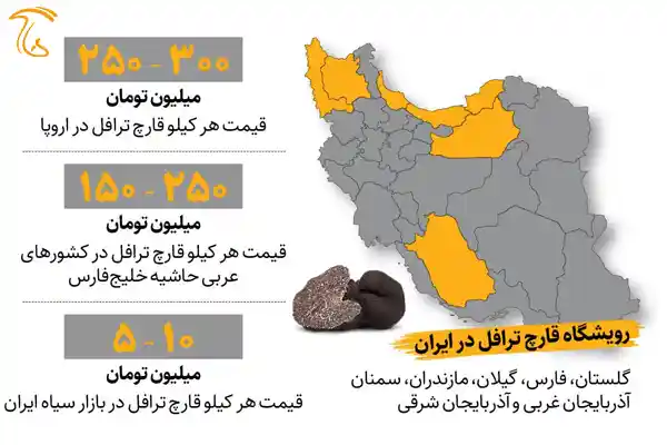 محل رویش قارچ ترافل در ایران و قیمت این قارچ در نقاط مختلف جهان