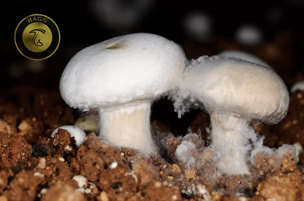 بیماری سفیدک یا تارعنکبوتی