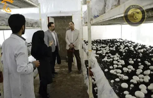 عکسی است از تعاونی دانشجویی قارچ تولید می‌کند