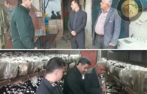 بازدید از کارگاه تولید قارچ ماسال آئین نامه‌های ایمنی