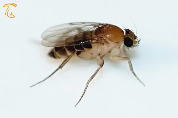 مگس فورید یا مگس قوزدار (آفات پرورش قارچ)