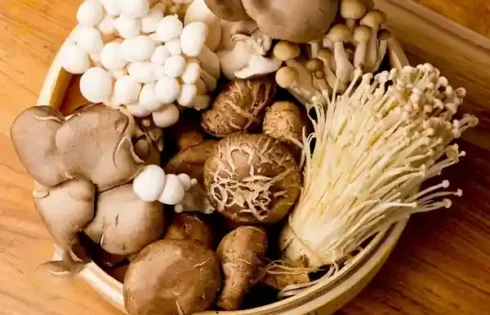 رتبه نخست کشور در تولید قارچ‌ های خاص (قارچ اگزوتیک)