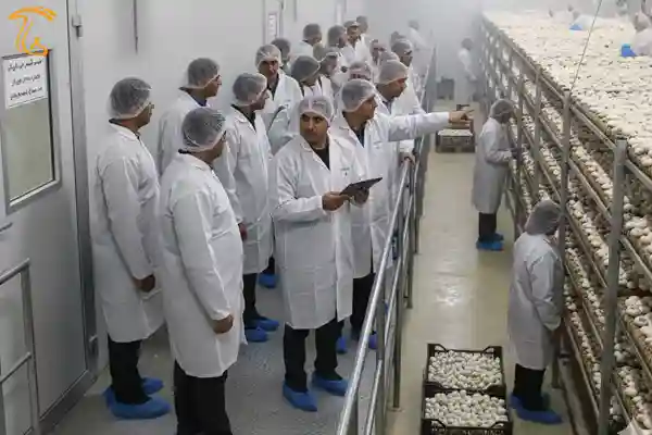 بازدید از مزارع در قالب تورهای گردشگری قارچ