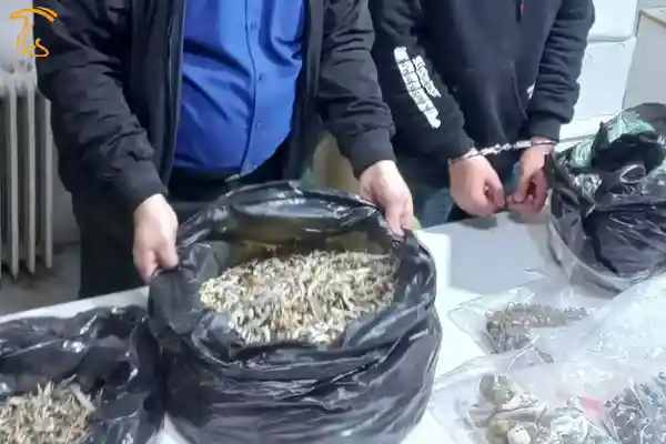 کشف قارچ جادویی توهمزا در شرق تهران
