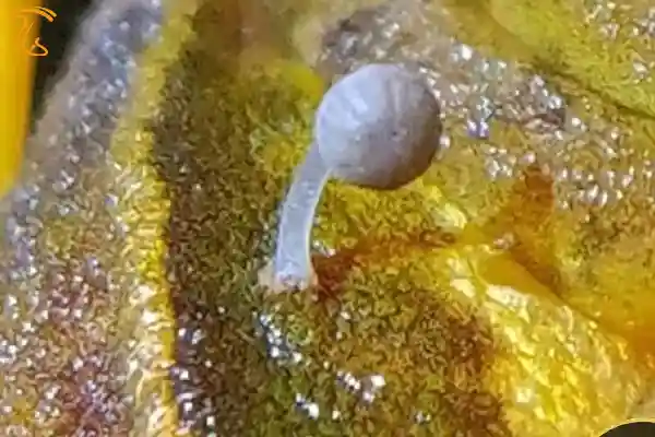 جوانه زدن قارچ روی بدن غورباقه