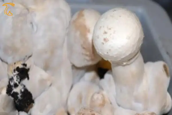 بیماری حباب مرطوب (Wet Bubble) مایکوگون