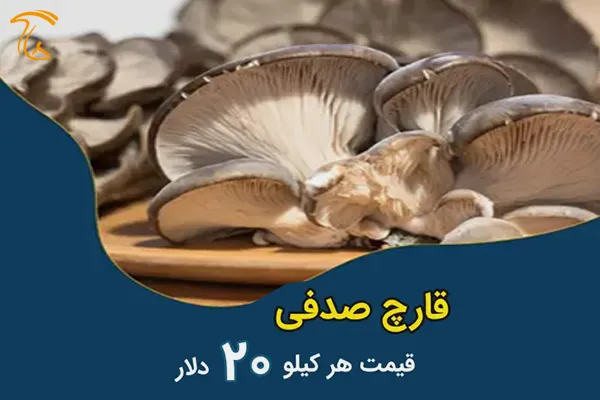 قارچ صدفی