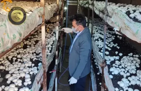 عکسی است از کشت قارچ خوارکی در بیضا