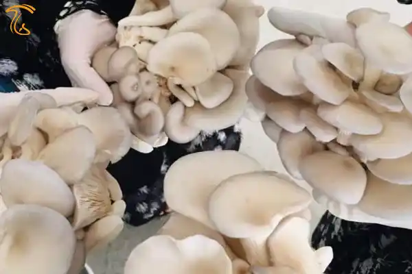 نمونه ای از محصول قارچ صدفی مزرعه قارچ ی که 4 دختر افغان برای مبارزه با محدودیت های حکومت طالبان راه اندازی کرده اند