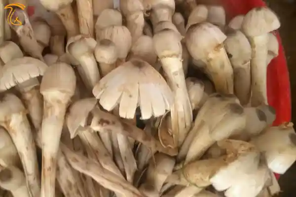 قارچ Termitomyces heimii | کیمیاگری ساخت طلا