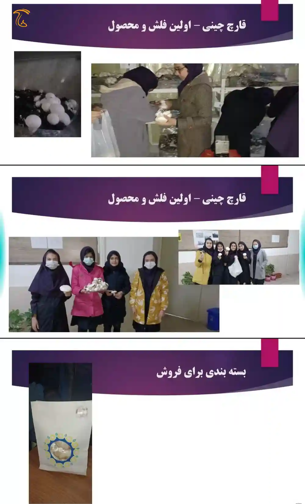 کشت قارچ دکمه ای در مدرسه سمپاد فرزانگان شهرستان قدس