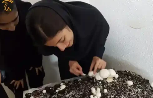 کارگاه تولید قارچ در مدرسه